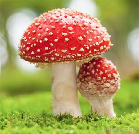 Toadstool Study Solutions