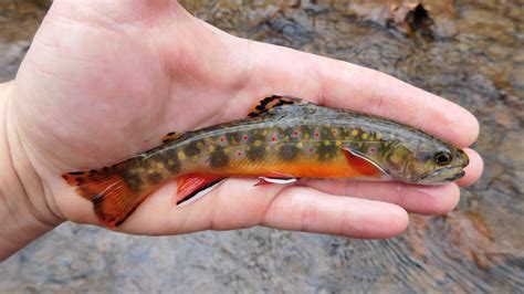 How Much Brook Trout Is Enough Michigan Keeps Changing Catch Limits