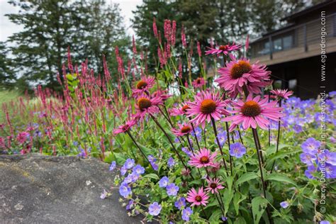 Zone 5 Low Growing Perennials That Bloom All Summer 5 Things You