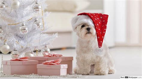 Cute Puppies Christmas Wallpapers Wallpaper Cave