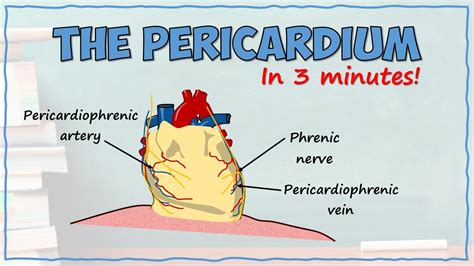 Anatomy Of The Pericardium Youtube