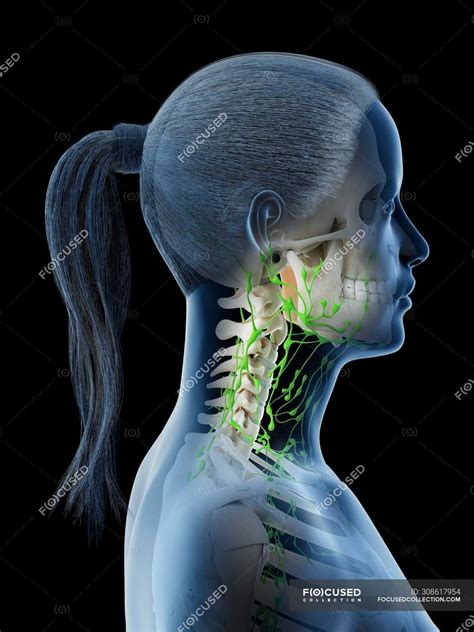 Side View Of Female Lymphatic System Of Head And Neck Digital