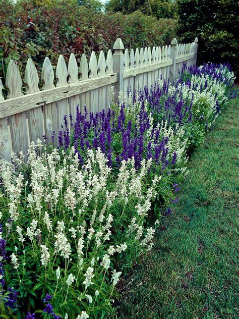 Salvias Also Called Sages Are Easy To Grow Bloom Abundantly And