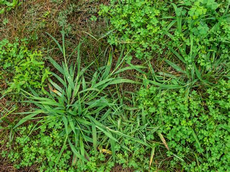 Managing Crabgrass With Ma Landscaping Tips Cataldo Landscape And Masonry