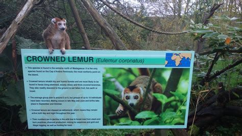 Male Crowned Lemur Zoochat