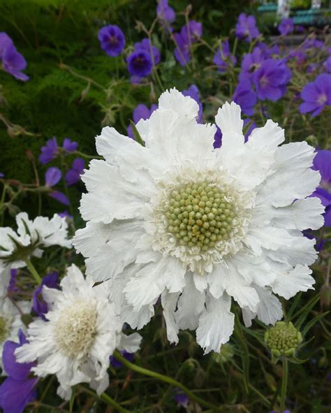 Scabiosa Caucasica Perfecta Alba Buy Online At Annies Annuals