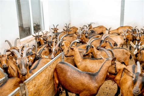 Commercial Goat Farming Information Guide