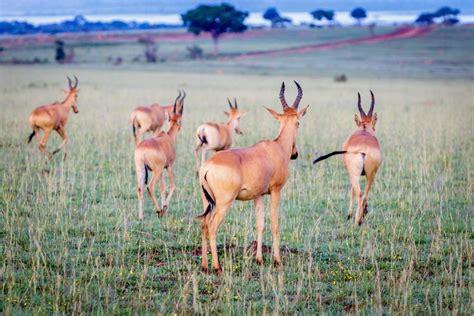 Lelwel Hartebeest Facts Critterfacts