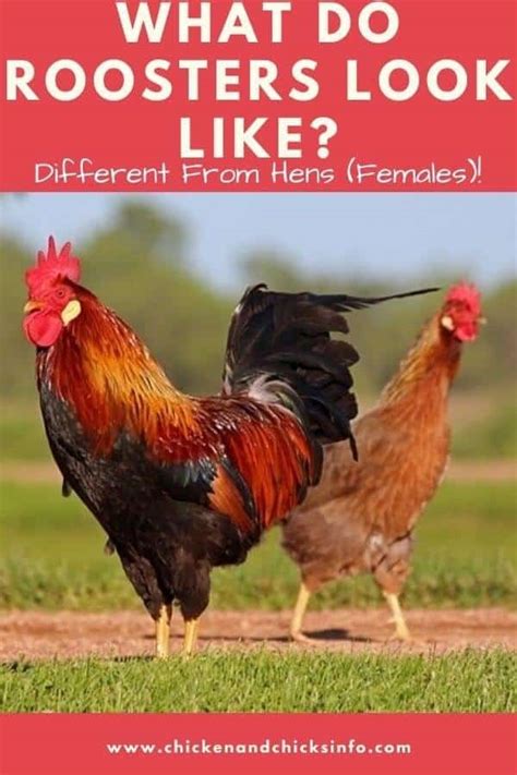 So what can you do with unwanted roosters? What Do Roosters Look Like? | How to Identify a Rooster ...