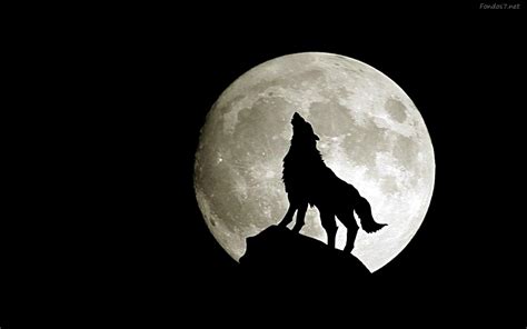 Imagenes De Lobos Aullando A La Luna Llena Imagui