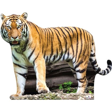 Tiger Cardboard Cutout Front On
