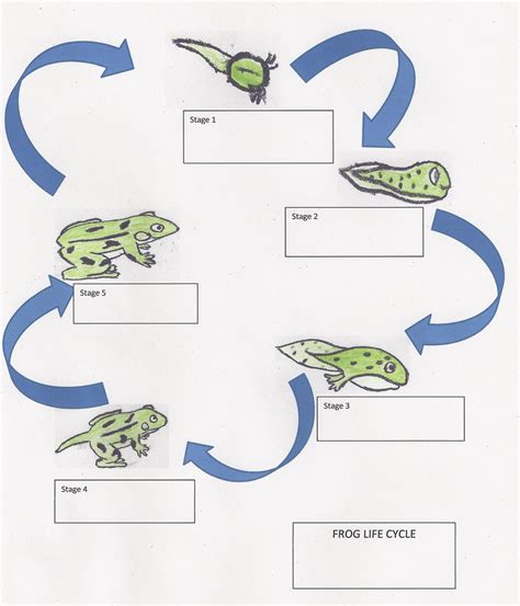 Life Cycle Of A Frog Worksheets Frog Life Cycle Activities Science Sexiezpicz Web Porn
