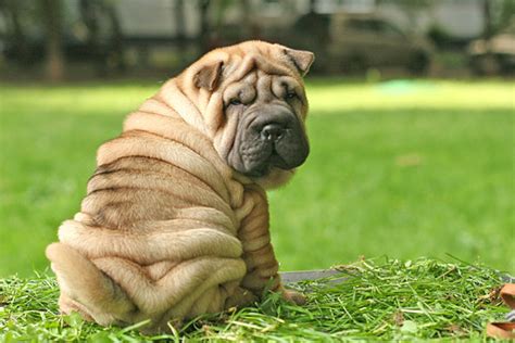 Ahdc Now Offering New Test For Shar Pei Autoinflammatory