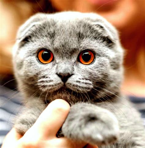 10 Most Unique Cats Breed With The Understanding Of Their Physical