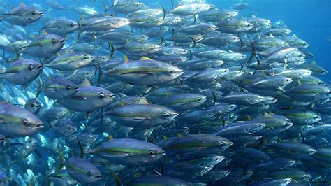 Any of various often large scombroid marine food and game fishes of the. Additional FAD Management Measures Needed in International ...