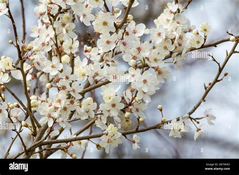 Five Petal Flower High Resolution Stock Photography And Images Alamy