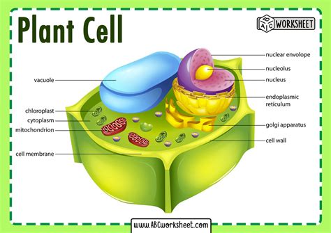 Plant Cell Parts Abc Worksheet
