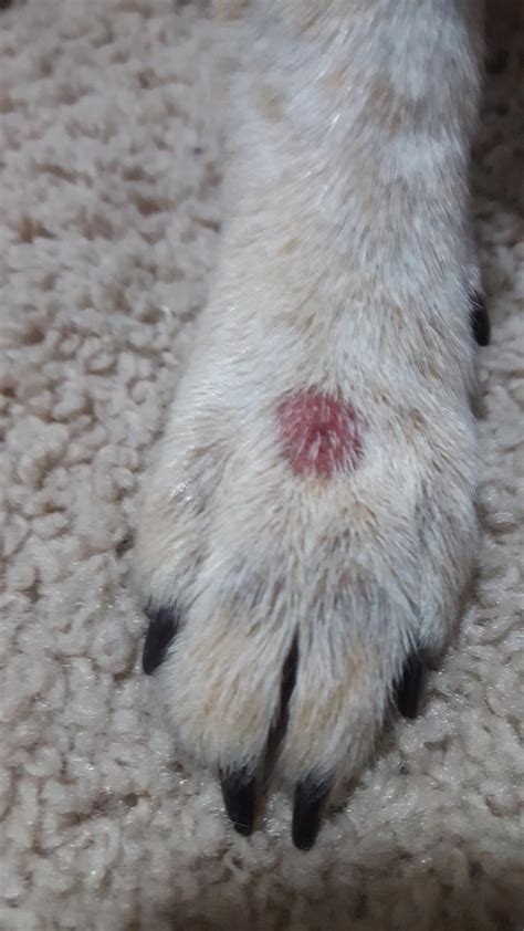 Weird Red Bump On Dog Paw Almost Hairless Firm And Raised Petcoach