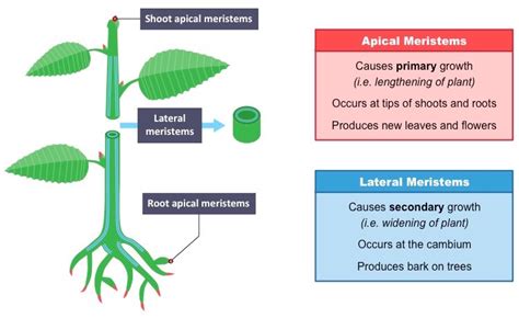 Where Are Stem Cells Found In Plants Plants Bb