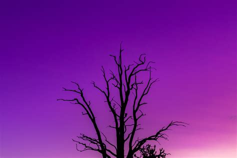 Download Wallpaper 6000x4000 Tree Sky Dusk Minimalism Purple Hd