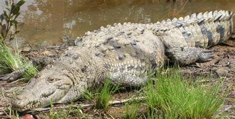 American Crocodile Facts And Pictures Reptile Fact