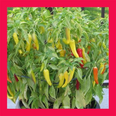 Chilli Hungarian Yellow Hot Wax Open Pollinated Seeds