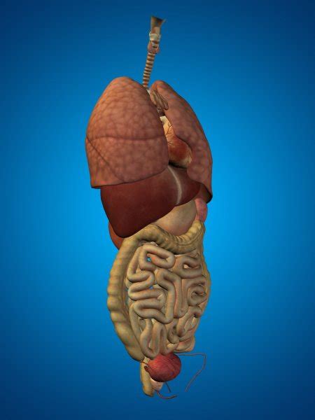 Communication between organs and organ systems is vital. Side view of the internal organs — Stock Photo ...