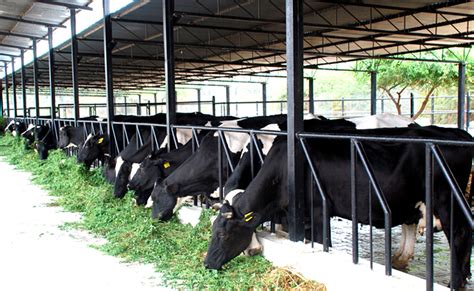How To Start A Dairy Farm In Pakistan Dairy Solution Pvt Ltd