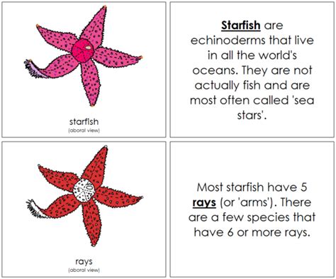 Starfish Nomenclature Book Red Starfish Facts For Kids