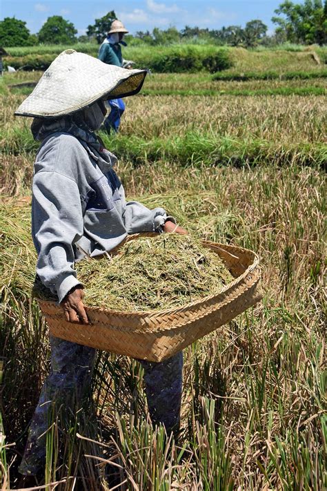 Hd Wallpaper Bali Indonesia Travel Rice Fields Harvest Rice