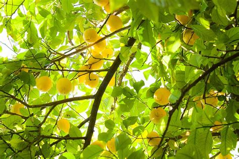 Hd Wallpaper Yellow Fruits On Tree Branches Summer Lemons Citron