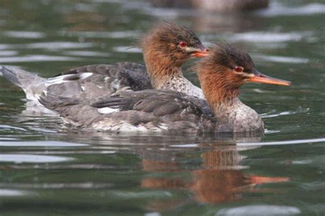 Red Breasted Merganser British Waterfowl Association