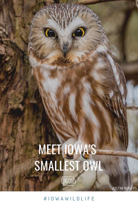 Meet Iowas Smallest Owl Dnr News Releases