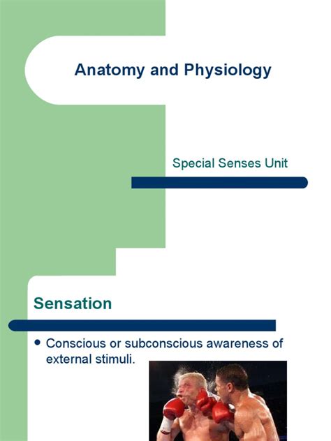 Anatomy And Physiology Special Senses Unit Pdf Stimulus