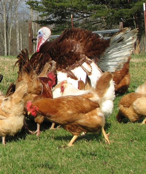 Turkey Hen Eggs