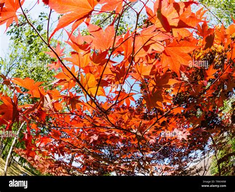Japanese Maple Tree Red Leaves Of The Maple Glow In The Rays Of The