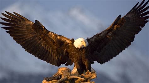 Animals Nature Wildlife Birds Eagle Bald Eagle Wallpapers Hd
