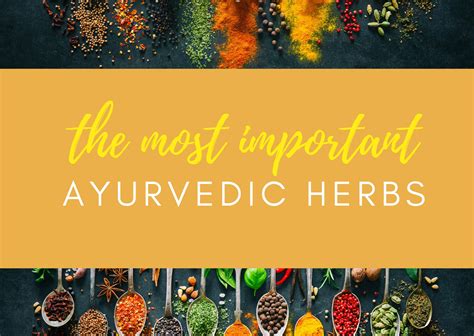Important Ayurvedic Herbs And How They Benefit You Ayurveda For Beginners