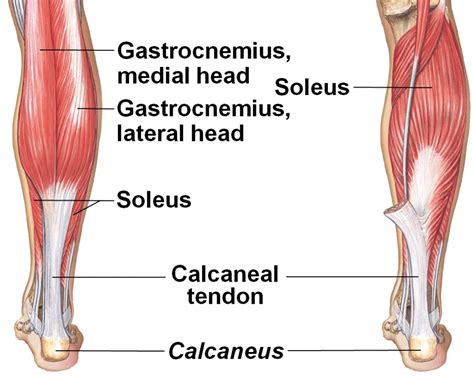 Leg Muscle Diagram Back Lower Back And Leg Muscle Diagram Front Of
