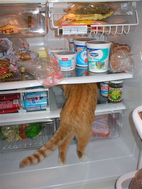 Is The Portal In The Refrigerator Crazy Cats Weird Animals Tabby Cat