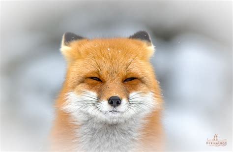 Smiling Fox Have You Ever Seen A Fox Smile I Photographed This