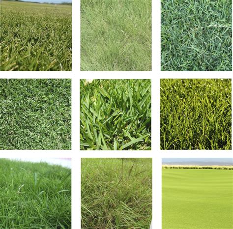 9 Types Of Grass For Lawns In Broward County Lawncierge