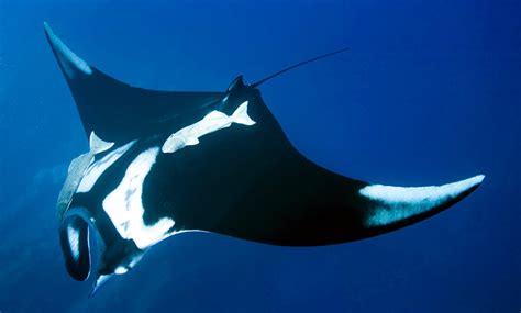 Giant Oceanic Manta Ray Wild Kratts Wiki Fandom