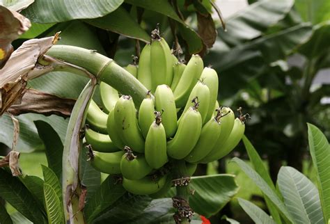 When it comes to fruit trees a more accurate description would be 'winter cleaning', as this is the time of year when we draw a line under the past year and look ahead to the next. Caring For Plantain Trees: Information On Growing Plantains