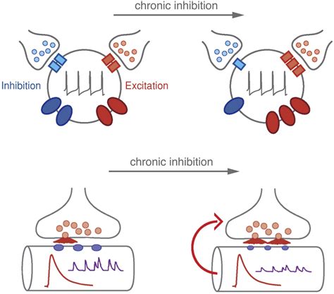 Homeostatic Signaling And The Stabilization Of Neural Function Neuron