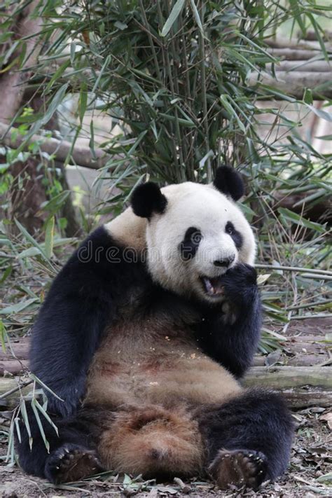 Close Up Giant Panda S Fluffy Face China Editorial Stock Photo Image