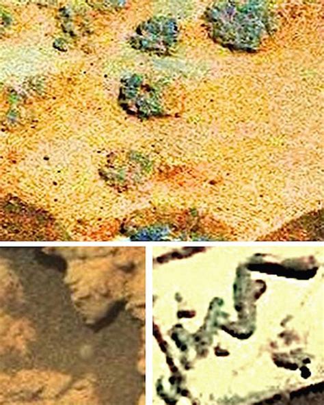 Life On Mars ‘fossils And Worms Found On Red Planet’ Claim Alien Hunters Weird News