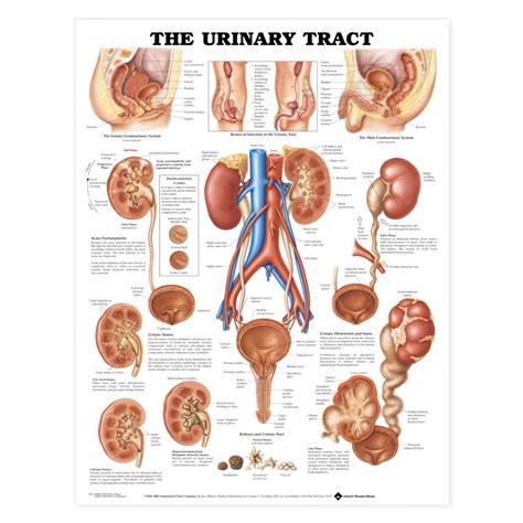Urinary System Anatomy Chart Poster Laminated Urinary Tract