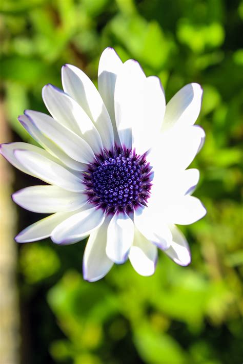 Free Images Nature White Flower Purple Petal Spring Color Blue