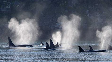 Telegraph Cove Half Day Whale Watching Tour Getyourguide